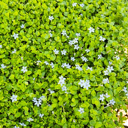 Blue Star Creeper (Isotoma fluviatilis)