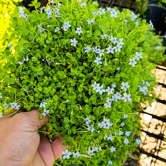 Blue Star Creeper (Isotoma fluviatilis)