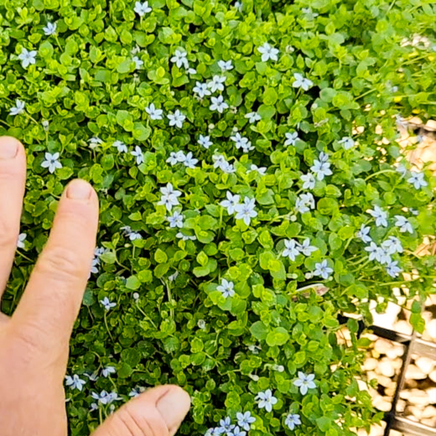 Blue Star Creeper (Isotoma fluviatilis)