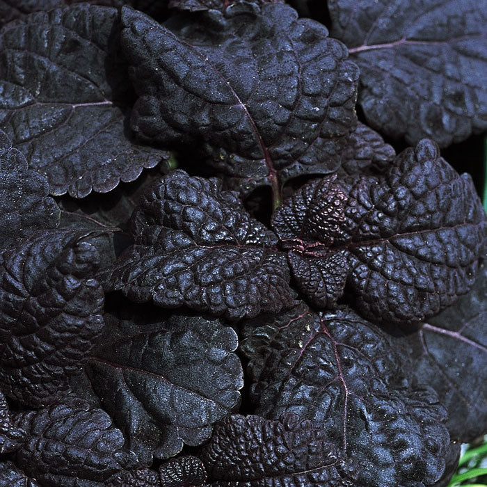 'Dark Star' Coleus