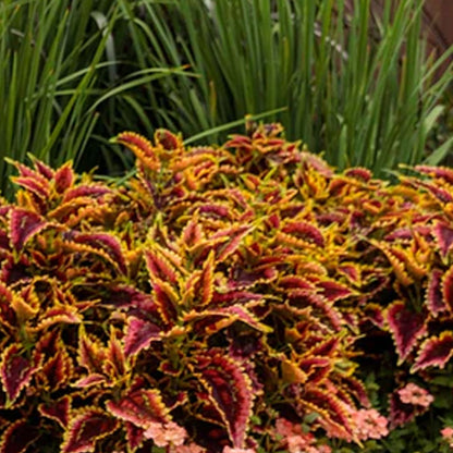 Coleus ColorBlaze® 'El Brighto'