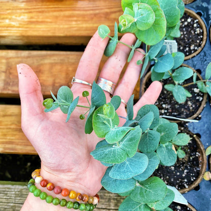 Eucalyptus 'Silver Dollar'