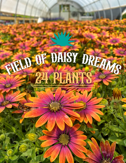 FIELD OF DAISY DREAMS  (24 Plants) AFRICAN DAISY 'ZION™ PURPLE SUN'