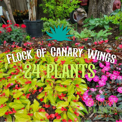 Flock of Canary Wings (24 plants) Canary Wings Begonia