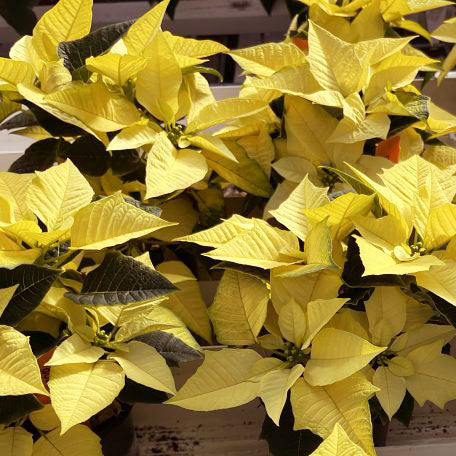 Poinsettia (Golden Yellow)