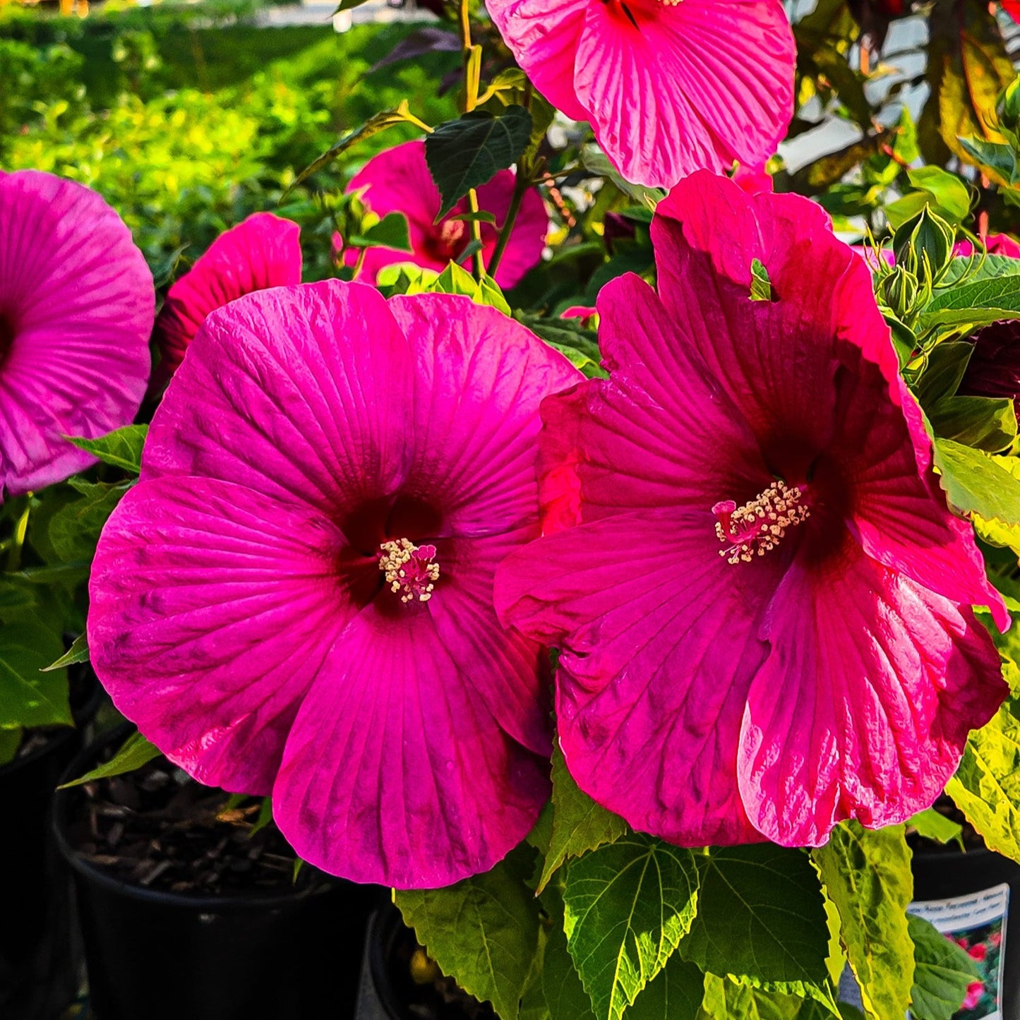 Hibiscus 'Summer in Paradise' (Fast Growing Bloom Sensation)