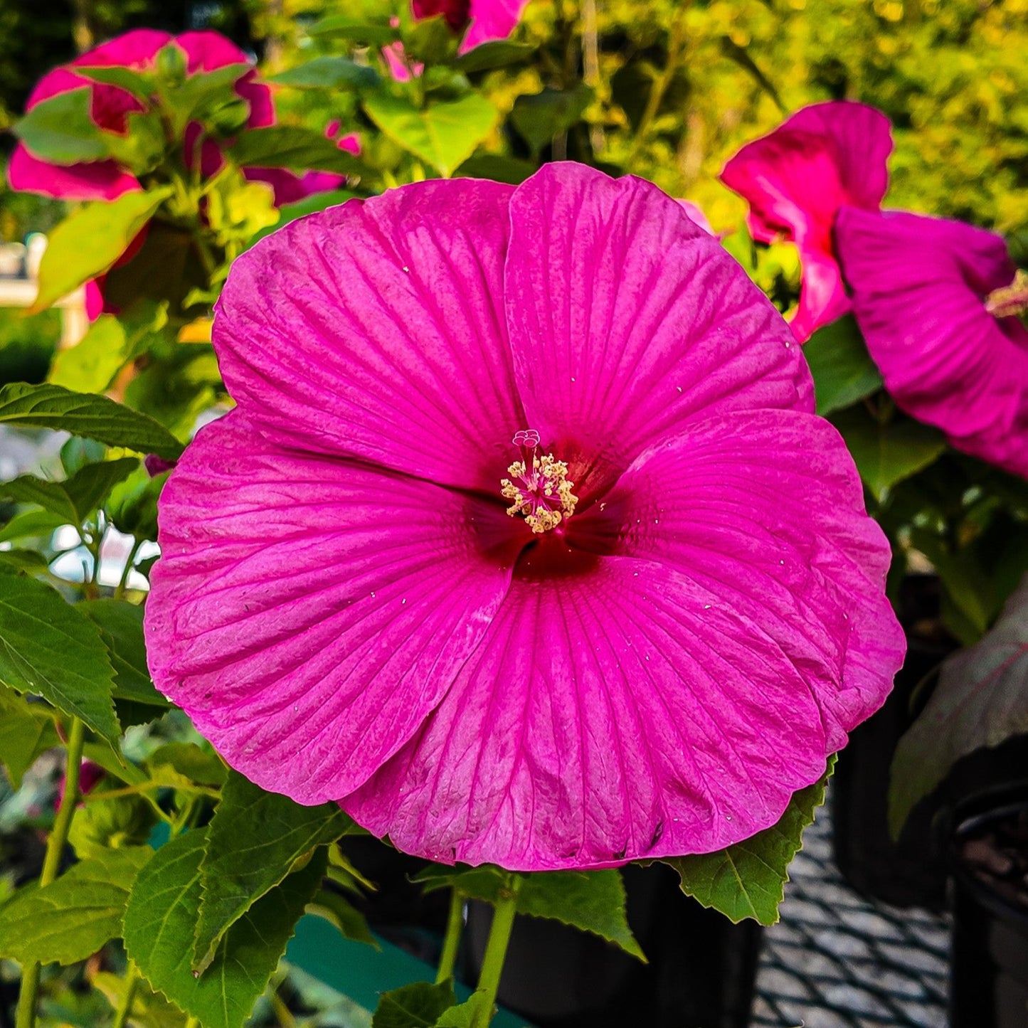 Hibiscus 'Summer in Paradise' (Fast Growing Bloom Sensation)