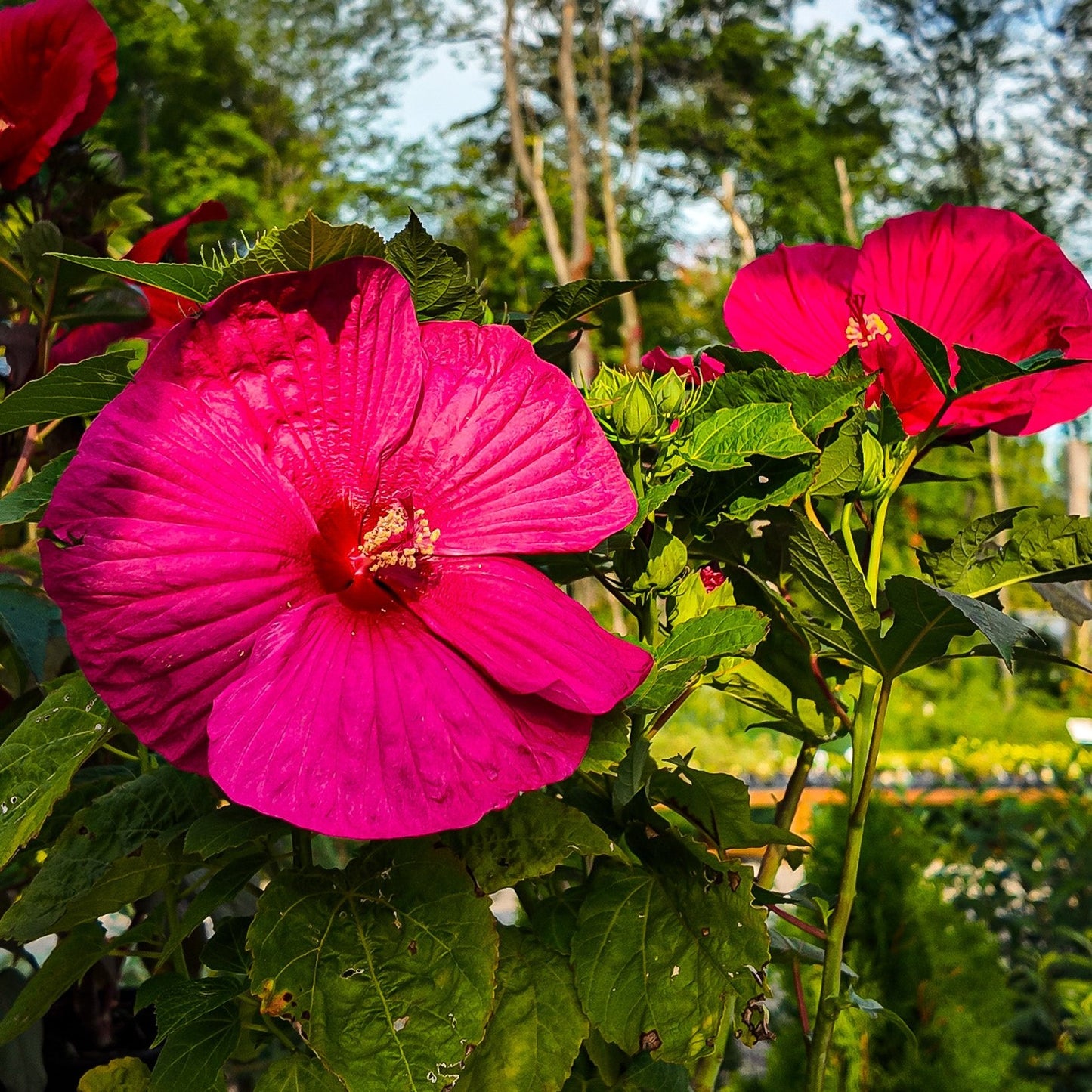 Hibiscus 'Summer in Paradise' (Fast Growing Bloom Sensation)