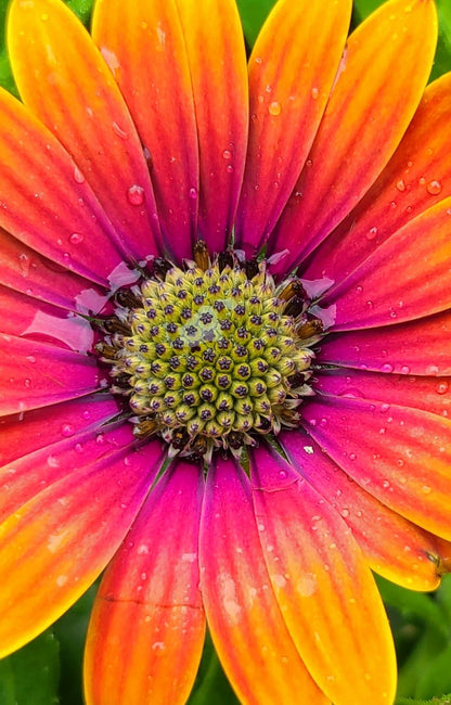 FIELD OF DAISY DREAMS  (24 Plants) AFRICAN DAISY 'ZION™ PURPLE SUN'