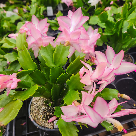 Schlumbergera truncata (Holiday Cactus - Bigger Vigor)