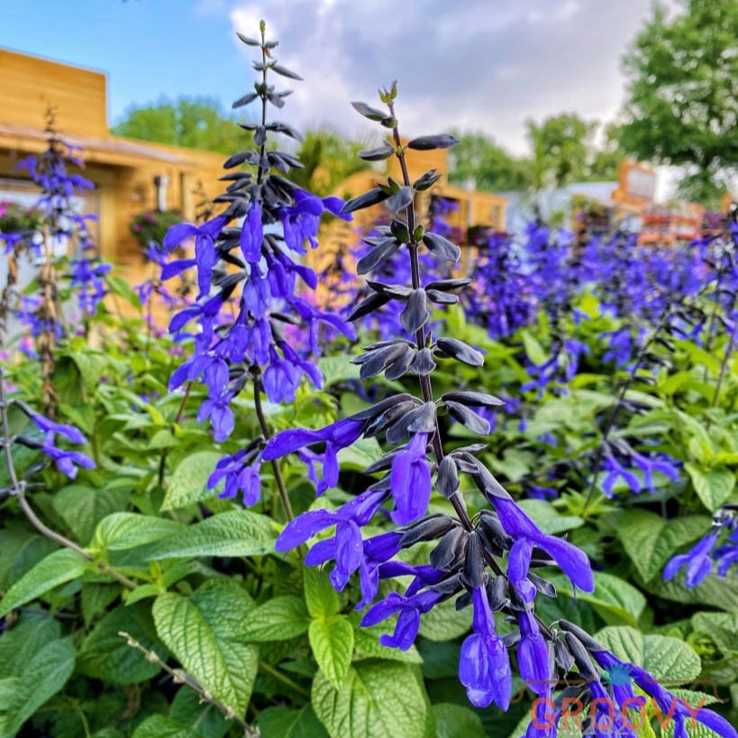 Salvia Black & Bloom | Buy Annuals Online | Groovy Plants Ranch LLC – The  Groovy Plants Ranch LLC