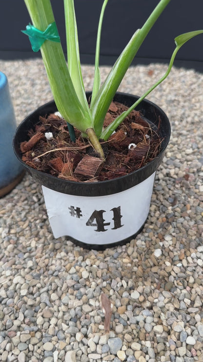 Monstera White Monster