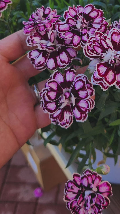 Dianthus Capitán 'Purple + White'