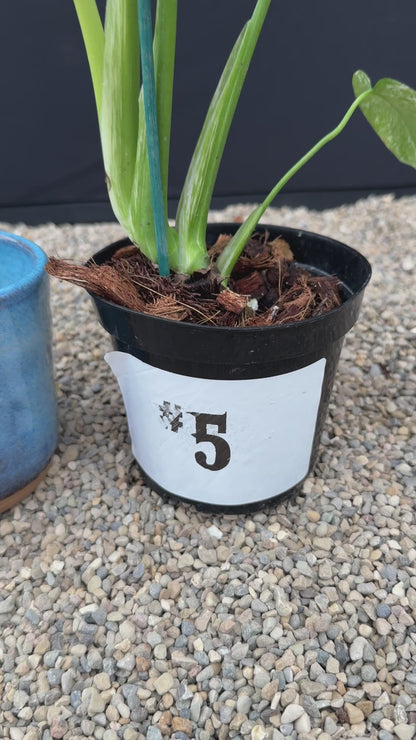 Monstera White Monster