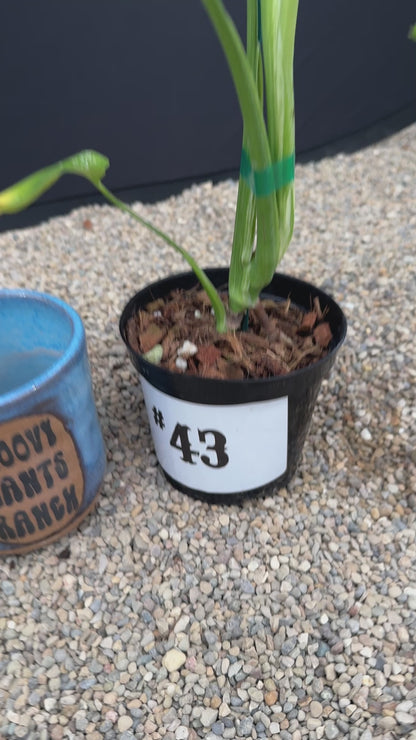 Monstera White Monster