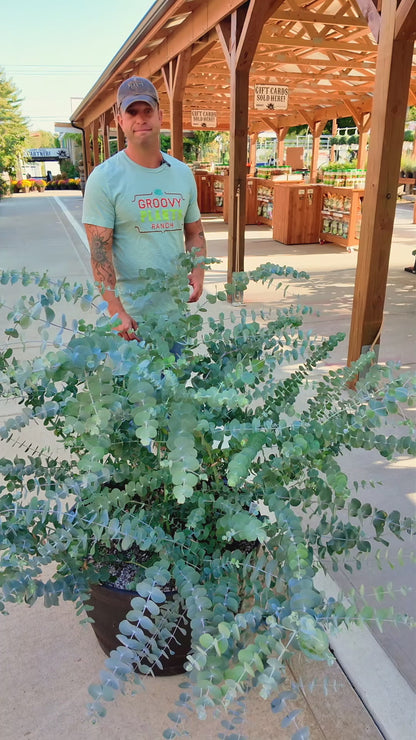 (24 Plants) Eucalyptus Cut Flower Grower