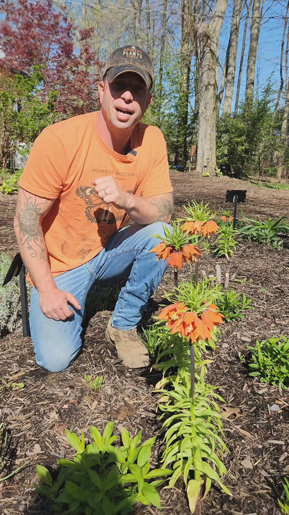 Crown Imperial Lily | Fritillaria imperialis 'Rubra' Bulb