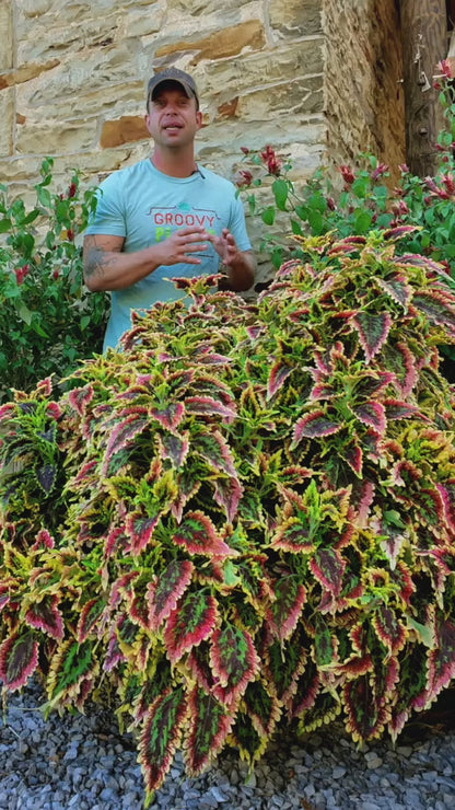 Coleus ColorBlaze® 'El Brighto'