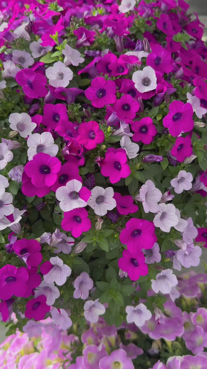 Petunia ‘Blanket Silver Surprise’