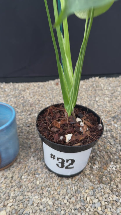 Monstera White Monster