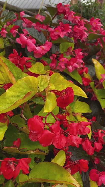 Preorder 'Canary Wings' Begonia BiggerVigor Trio | PICKUP ONLY!