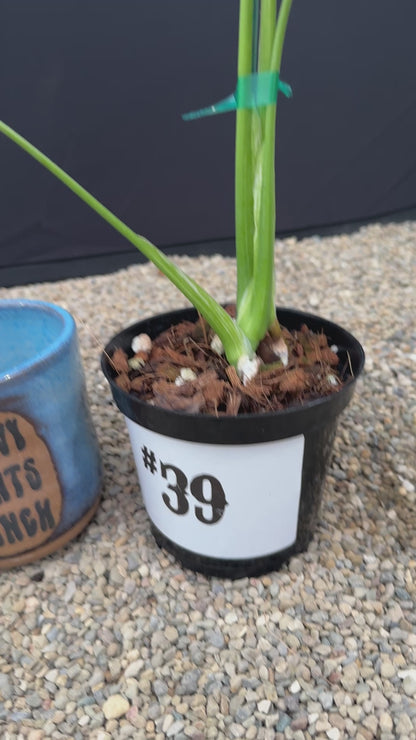 Monstera White Monster