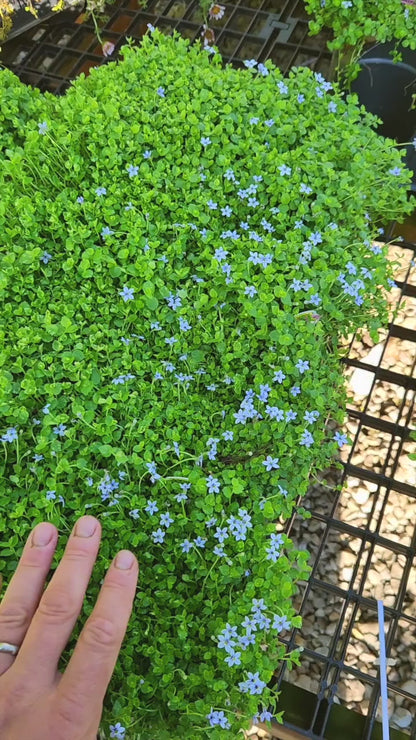 Blue Star Creeper (Isotoma fluviatilis)