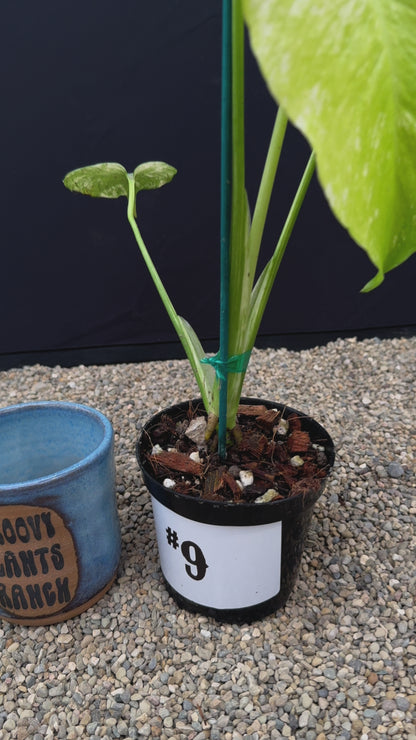 Monstera White Monster