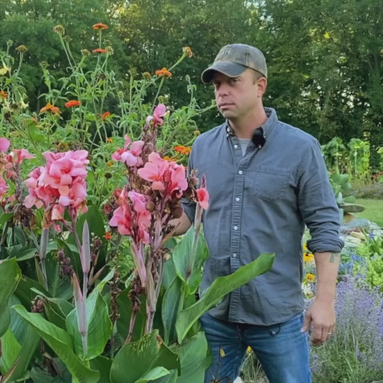 Canna 'Bronze Peach'