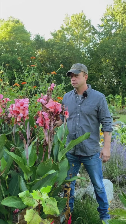 Canna 'Bronze Peach'