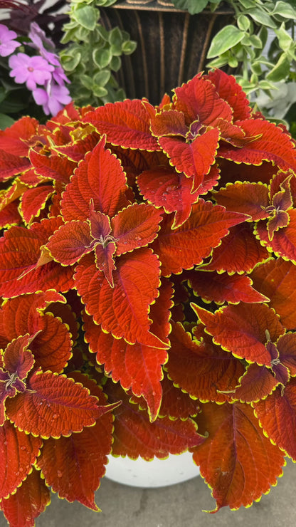 Coleus Talavera Sienna