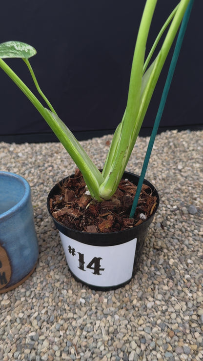 Monstera White Monster