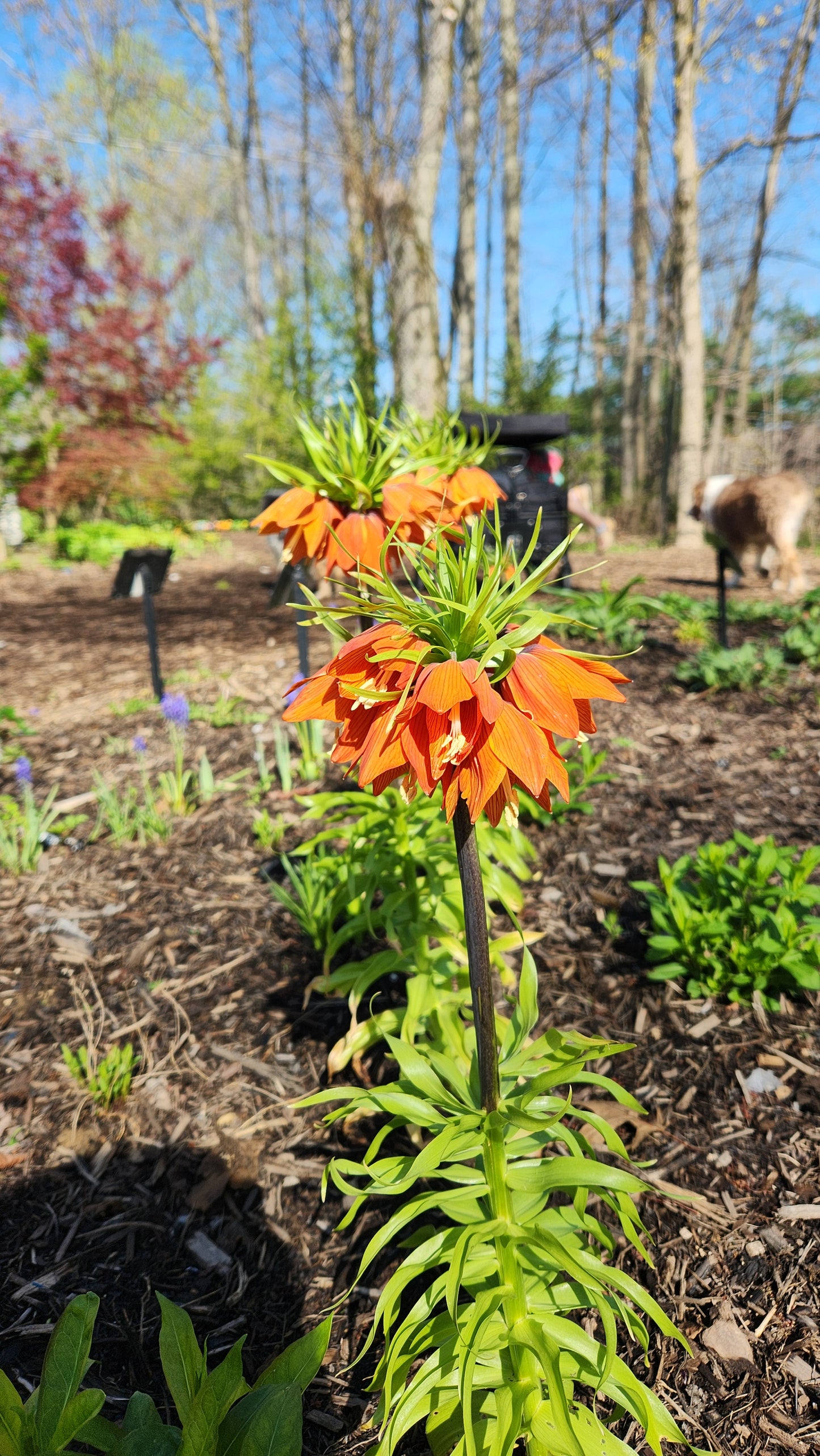 Crown Imperial Lily | Fritillaria imperialis 'Rubra' Bulb