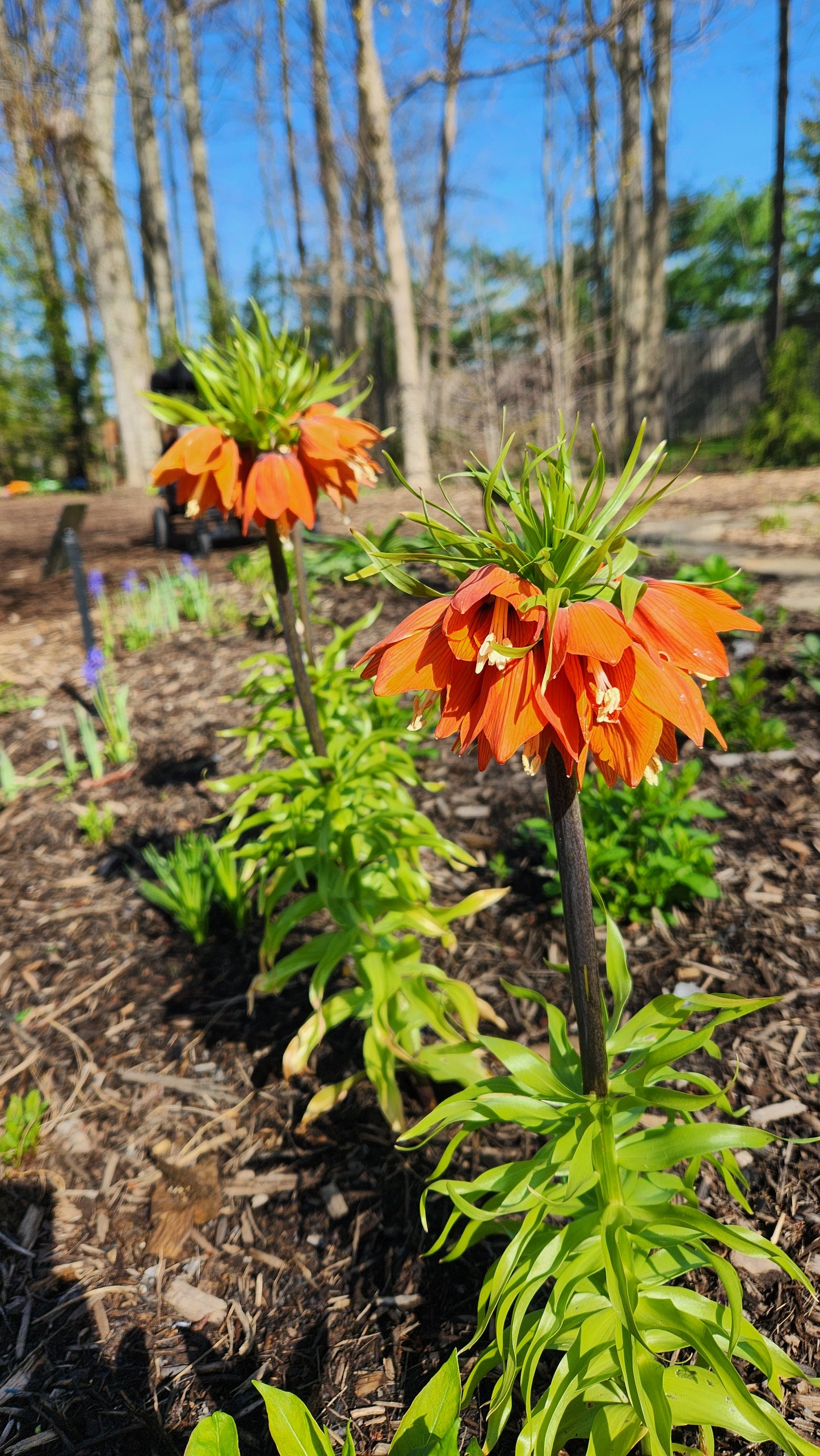 Crown Imperial Lily | Fritillaria imperialis 'Rubra' Bulb