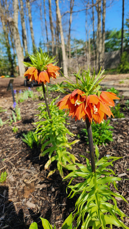 Crown Imperial Lily | Fritillaria imperialis 'Rubra' Bulb