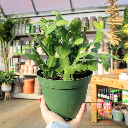 Schlumbergera truncata (Holiday Cactus - Super Vigor)