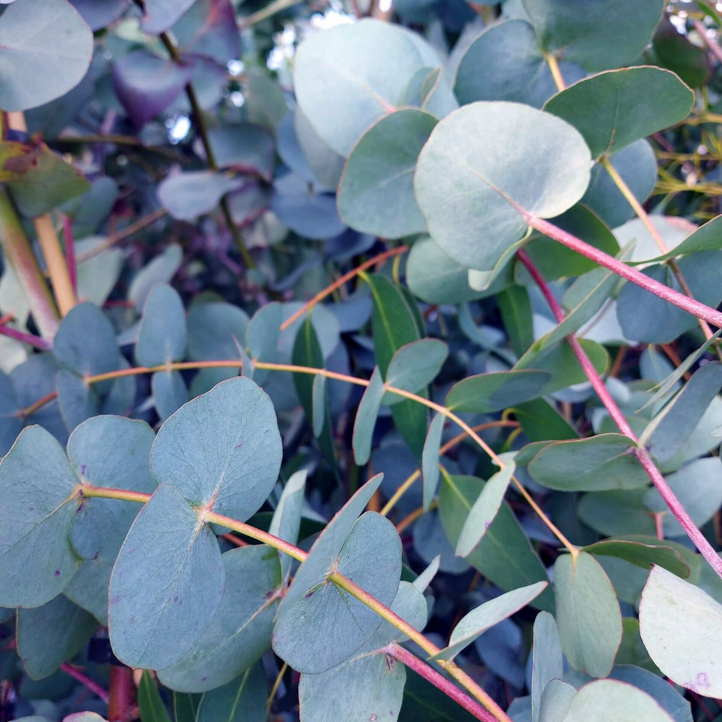 Eucalyptus 'Silver Dollar'