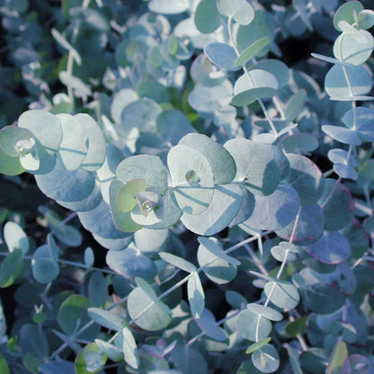 Eucalyptus 'Silver Dollar'