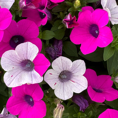 Petunia ‘Blanket Silver Surprise’