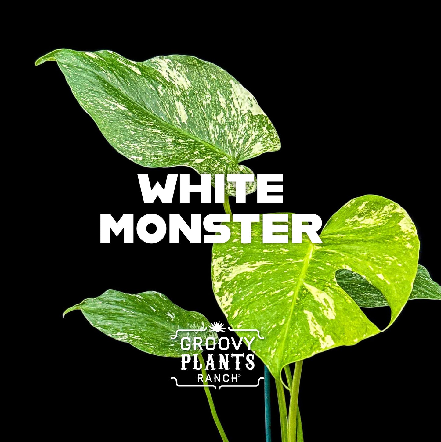 Monstera White Monster