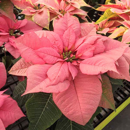 Poinsettia Pink