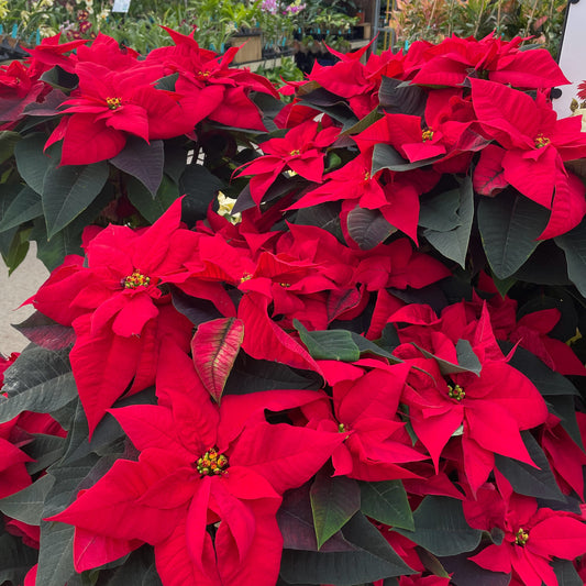 Poinsettia Festive Red