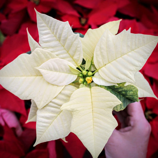 Poinsettia Snow White