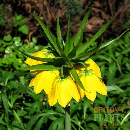 Fritillaria imperialis 'Lutea' Bulb