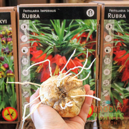 Fritillaria imperialis 'Rubra' Bulb