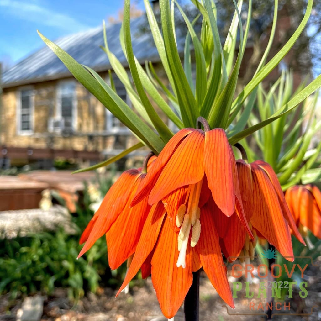 Fritillaria imperialis 'Rubra' Bulb