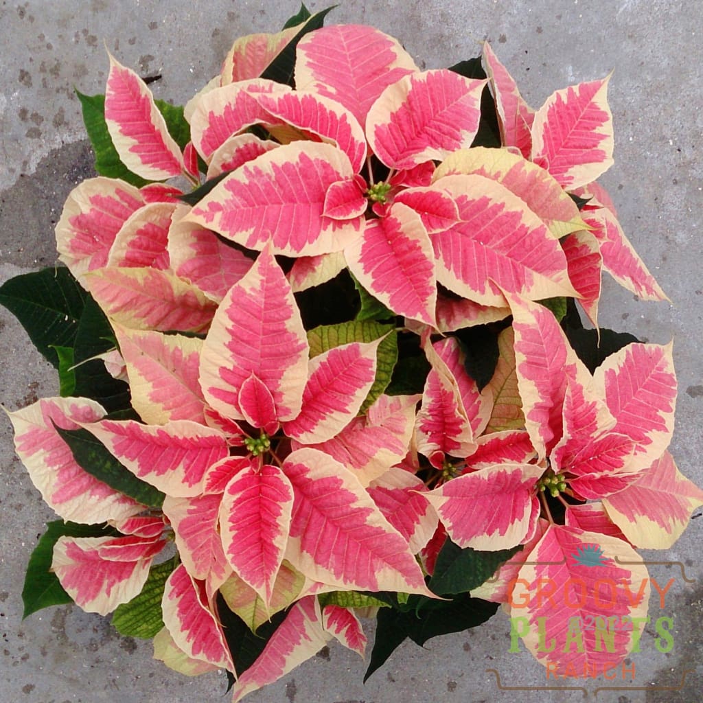 Poinsettia Marble