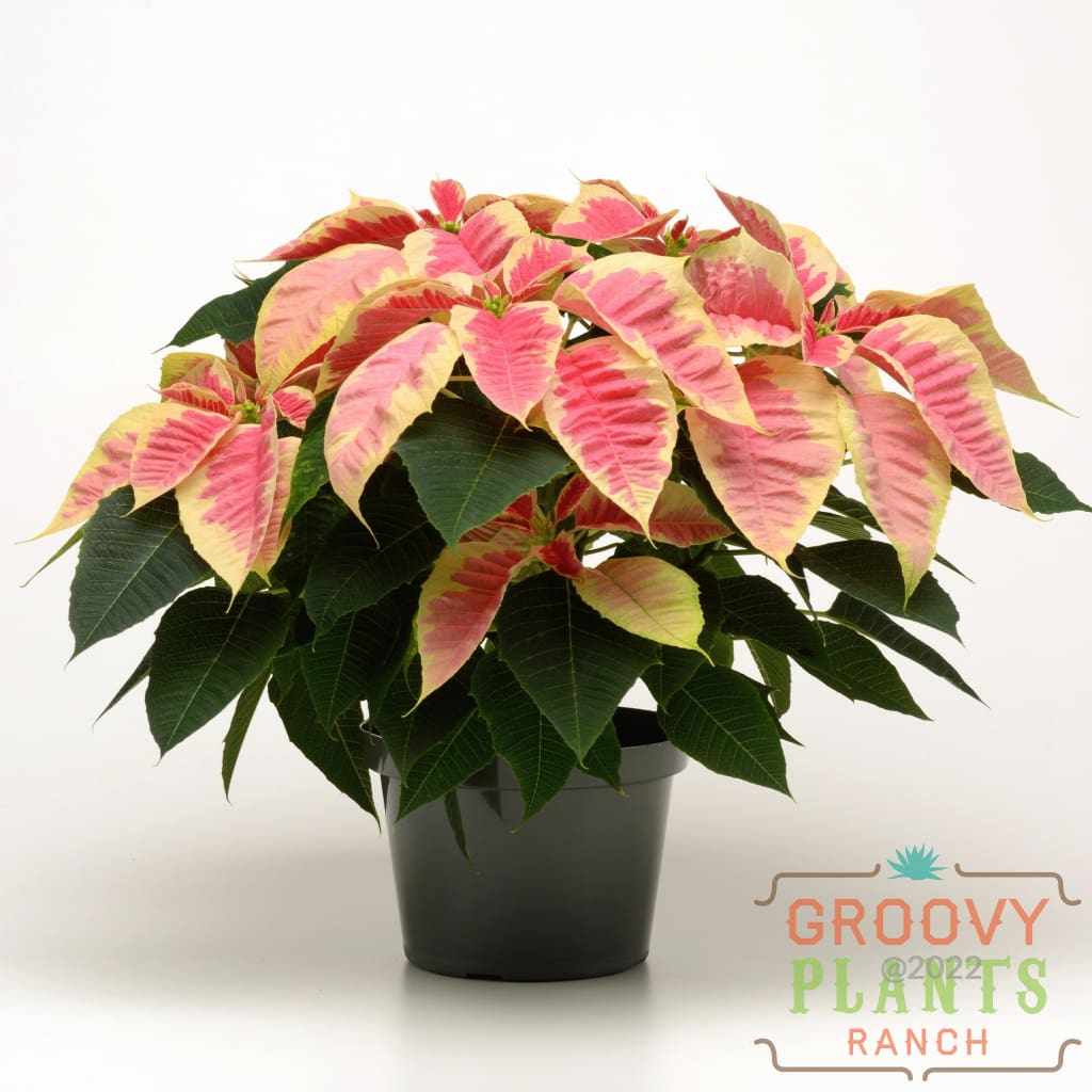 Poinsettia Marble