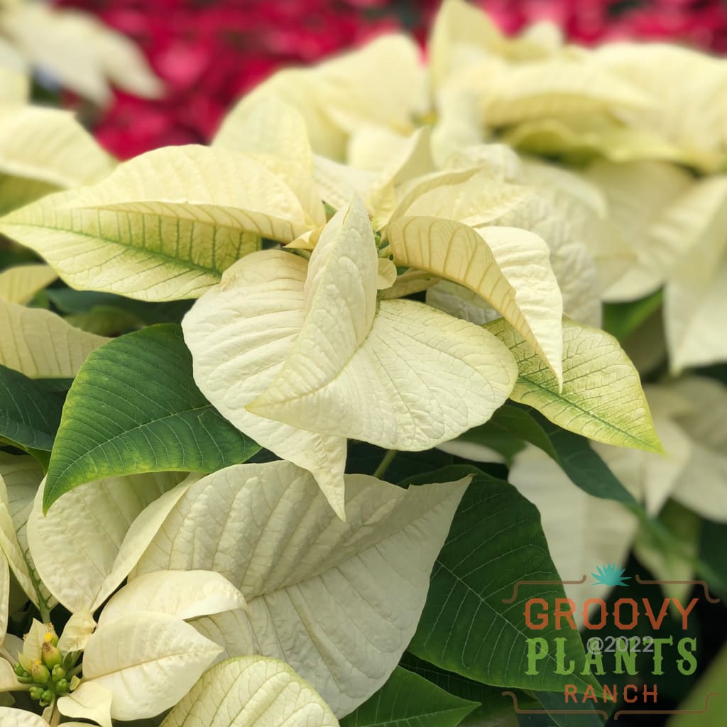 Preorder Poinsettia Snow White