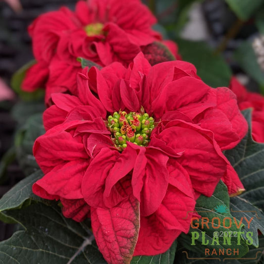 Preorder Poinsettia Ruffled Ribbon Red